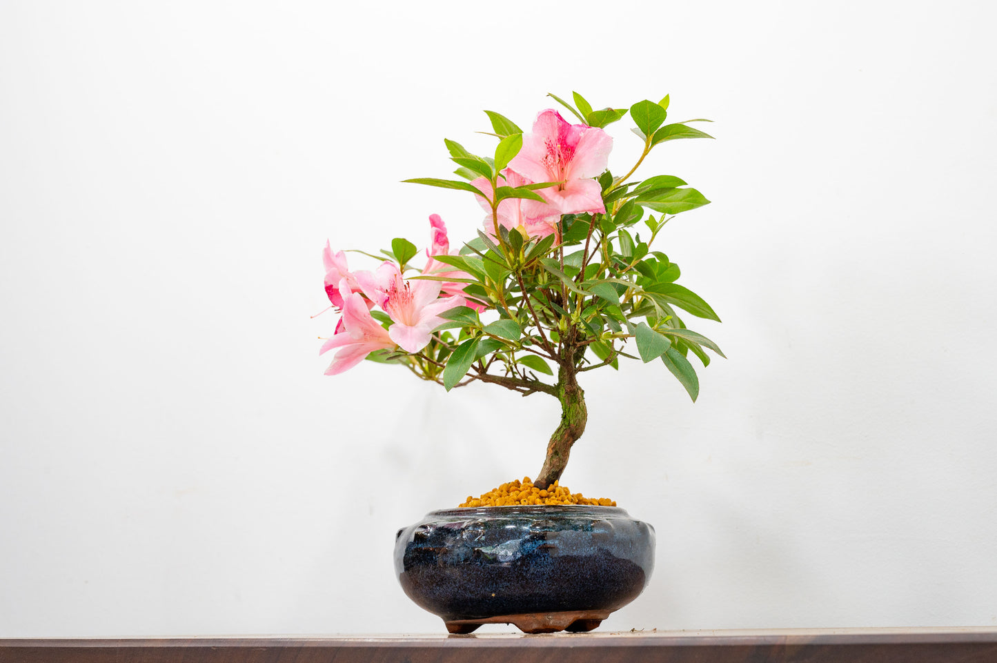 Satsuki Azalea Bonsai