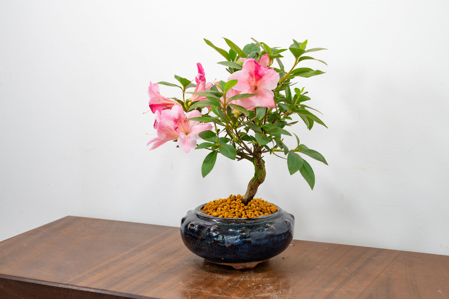 Satsuki Azalea Bonsai