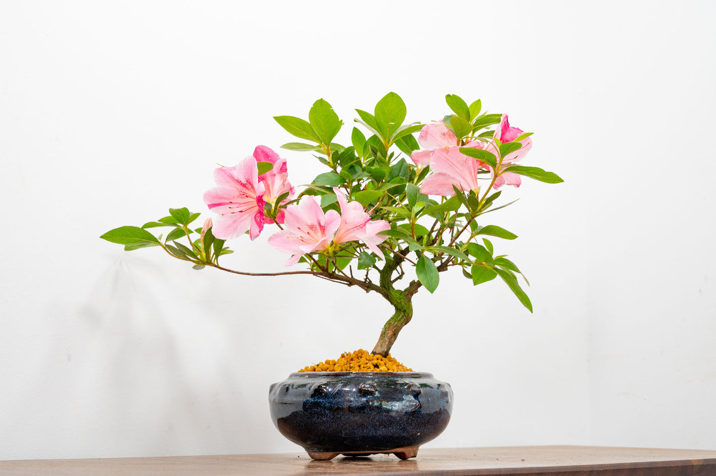 Satsuki Azalea Bonsai