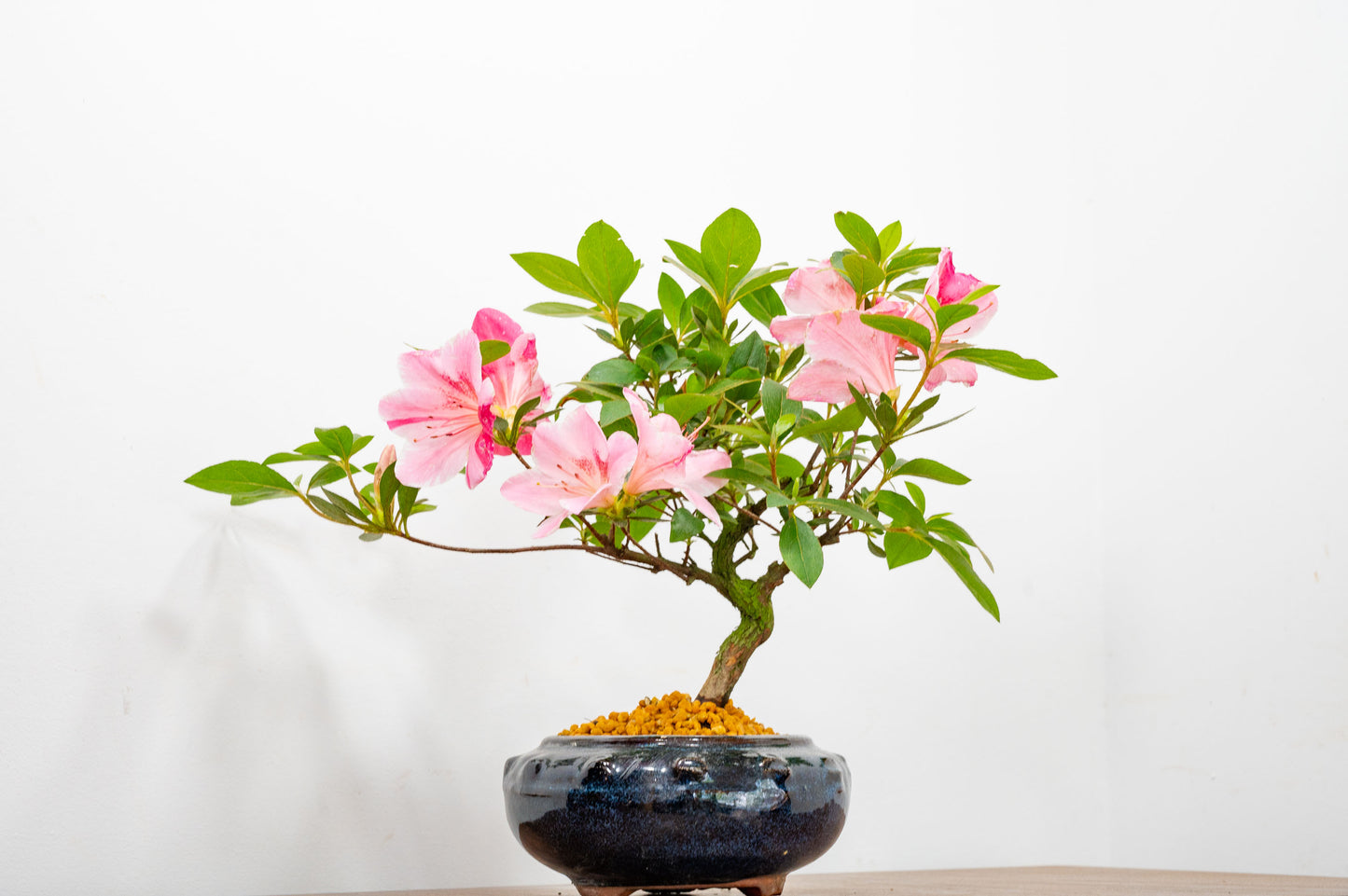 Satsuki Azalea Bonsai
