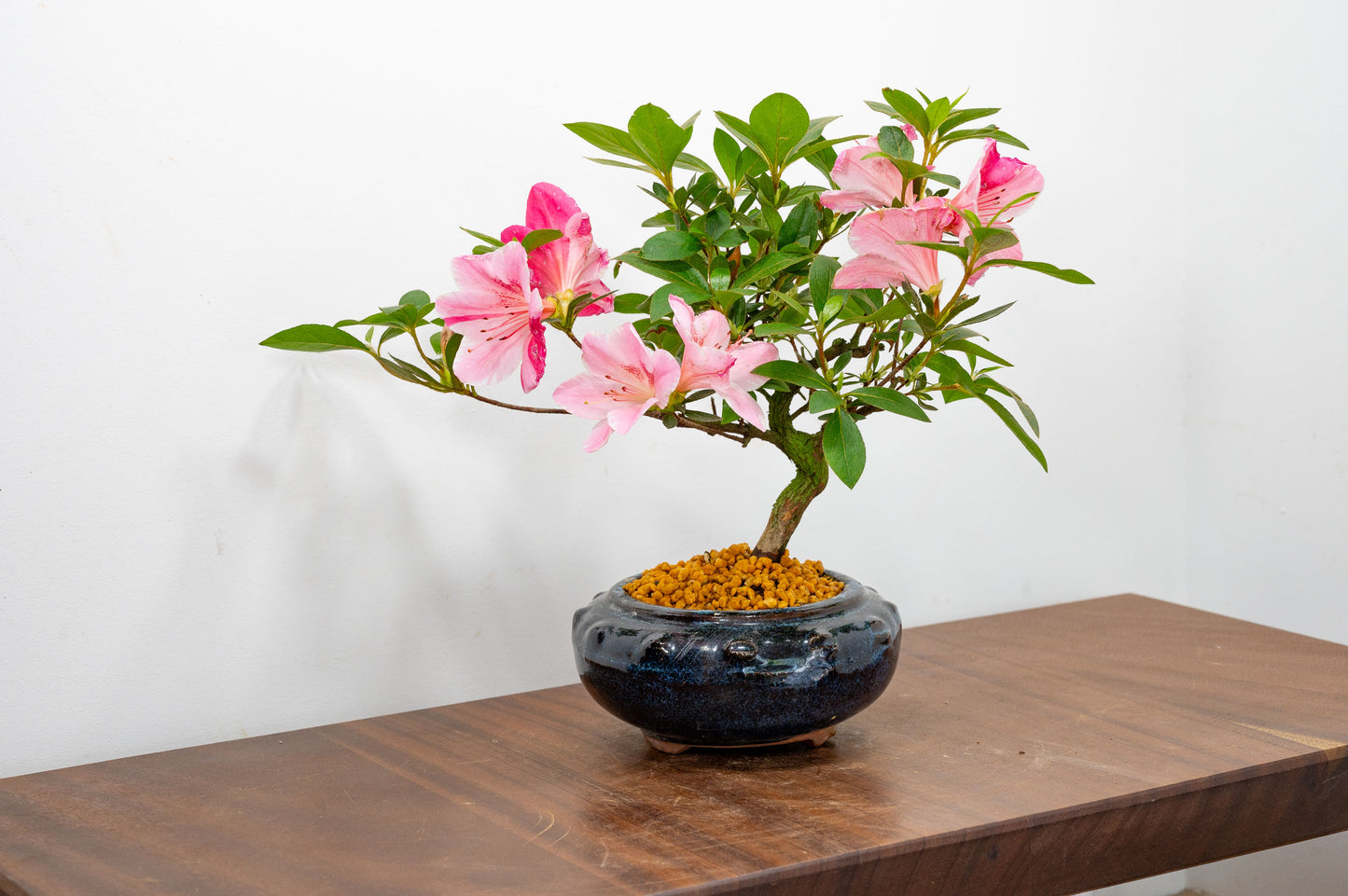 Satsuki Azalea Bonsai