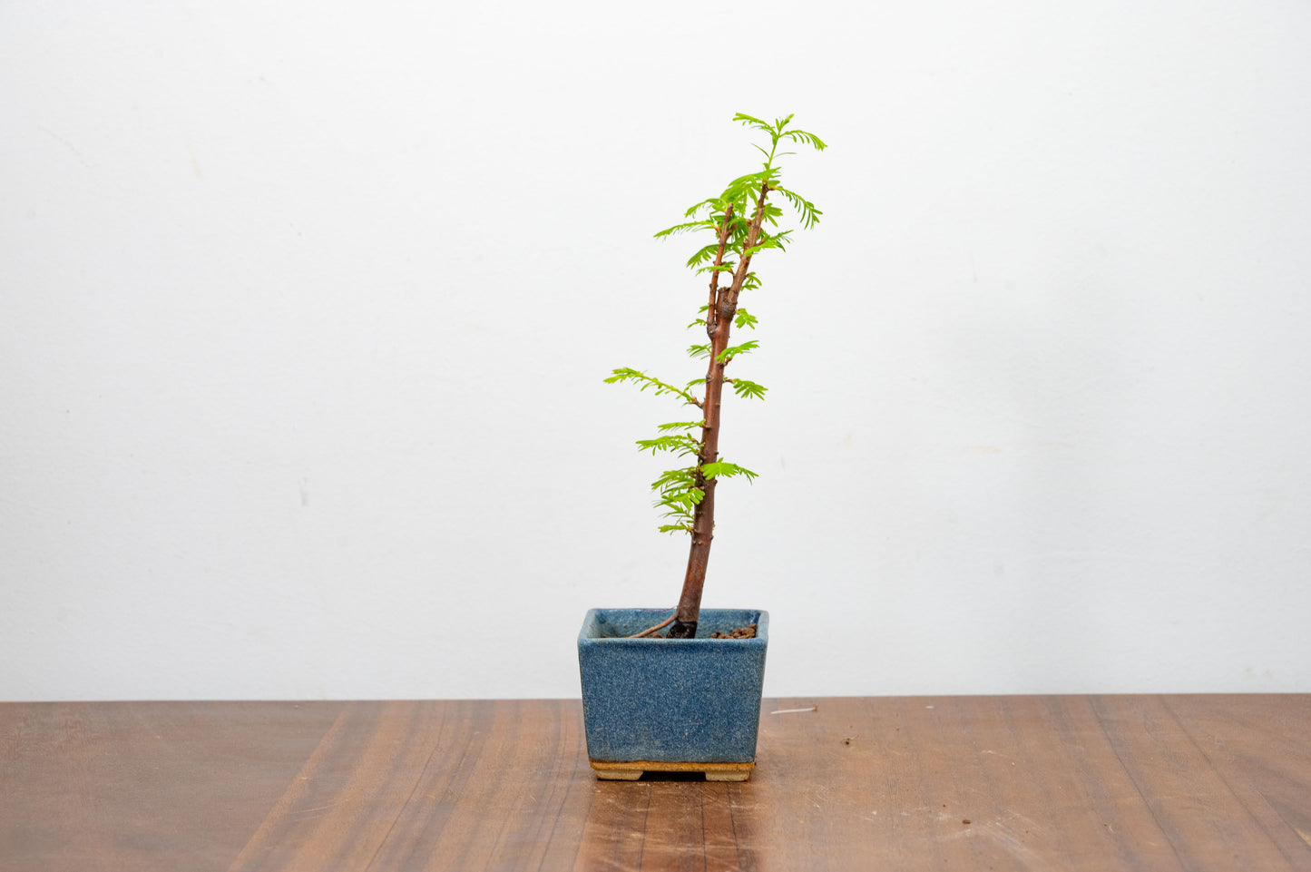 Dawn Redwood Bonsai Starter Tree