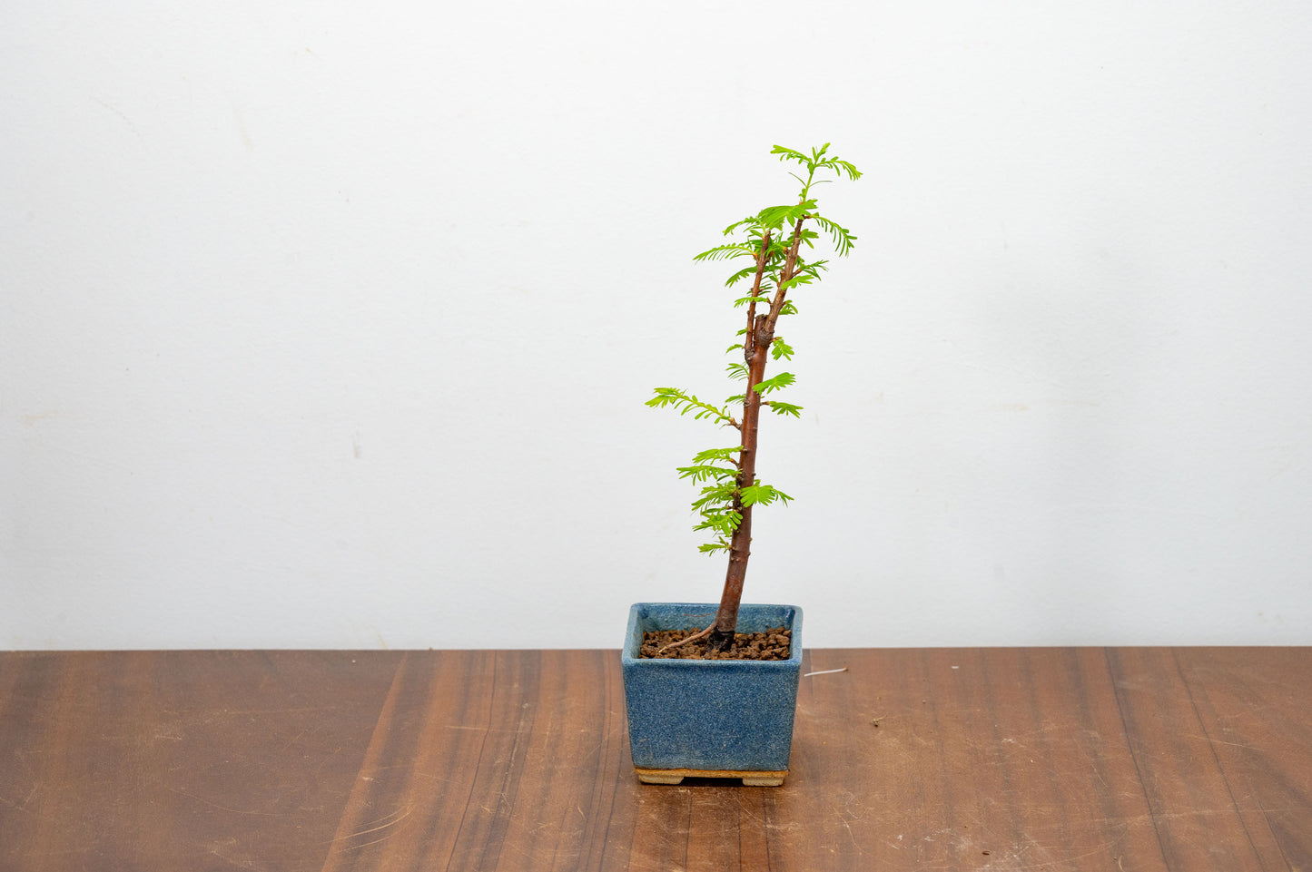 Dawn Redwood Bonsai Starter Tree
