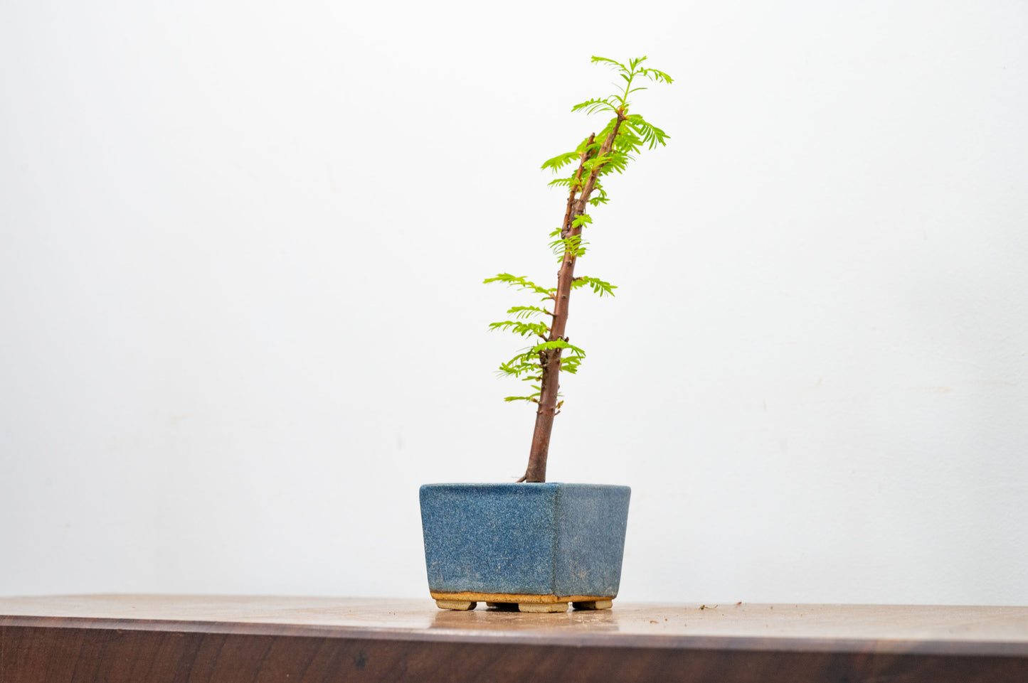 Dawn Redwood Bonsai Starter Tree