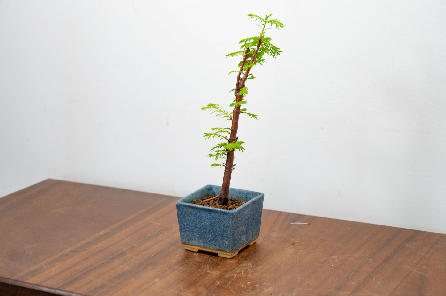 Dawn Redwood Bonsai Starter Tree