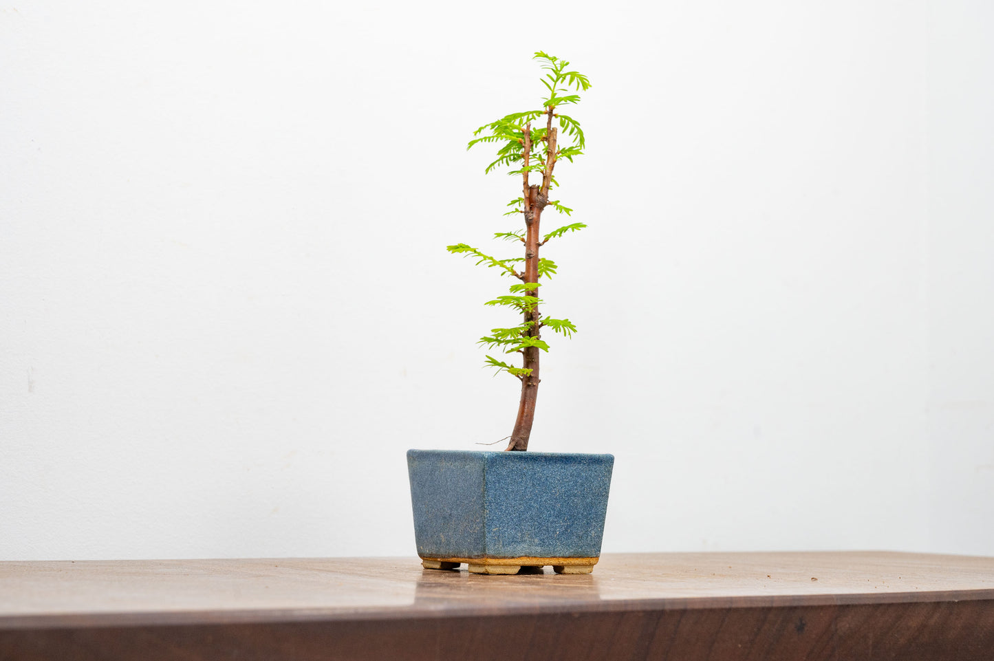 Dawn Redwood Bonsai Starter Tree