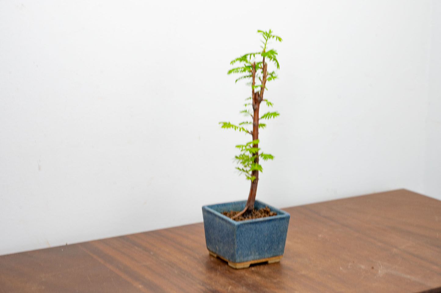 Dawn Redwood Bonsai Starter Tree