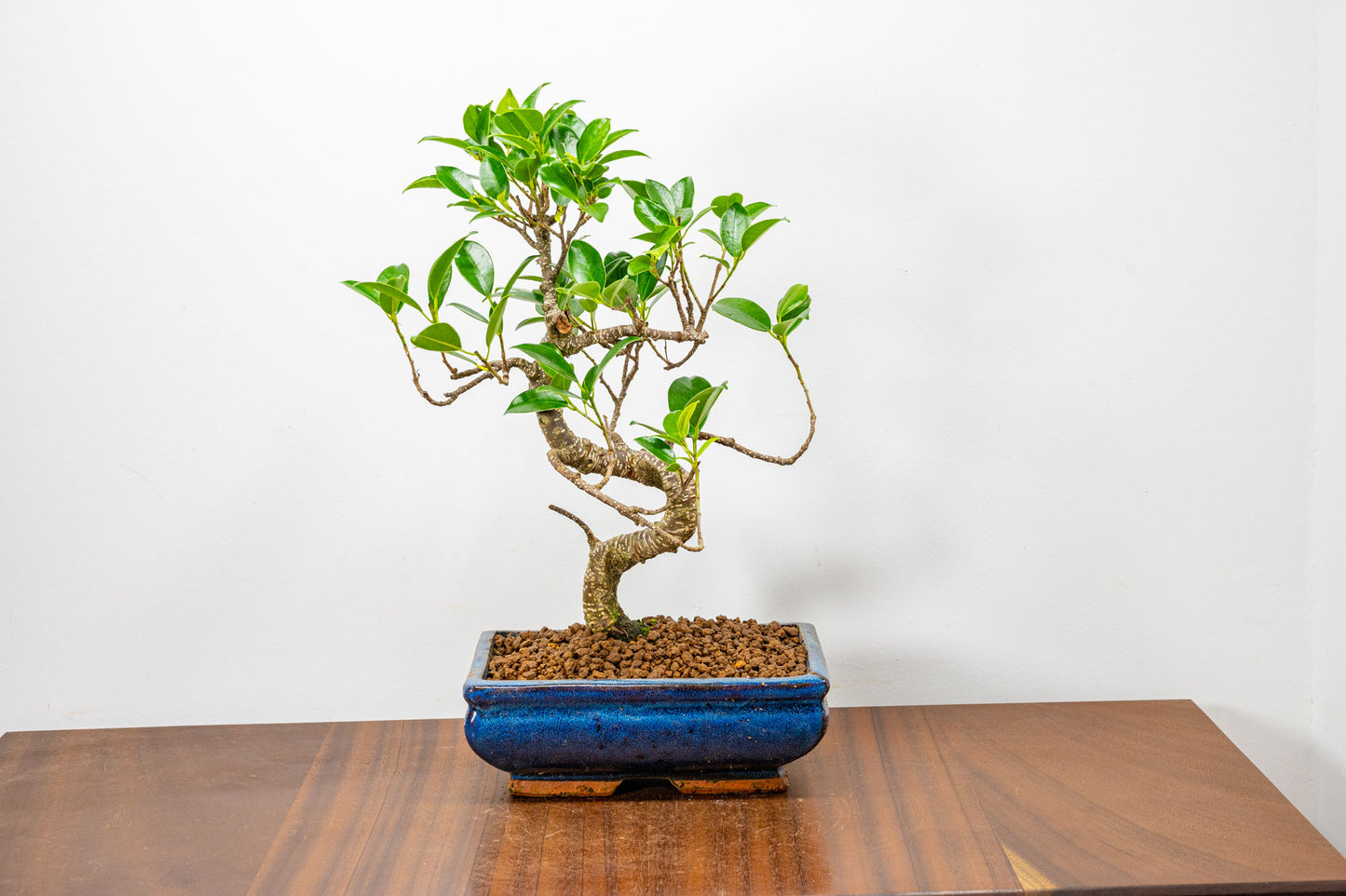 Banyan Fig Bonsai  S Trunk - 18cm Blue Ceramic Pot + Care Kit