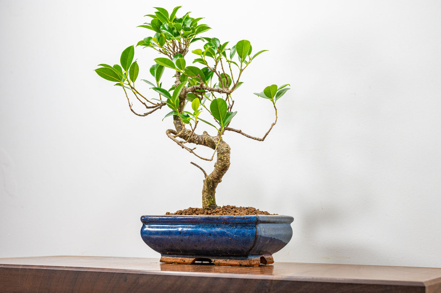 Banyan Fig Bonsai  S Trunk - 18cm Blue Ceramic Pot + Care Kit