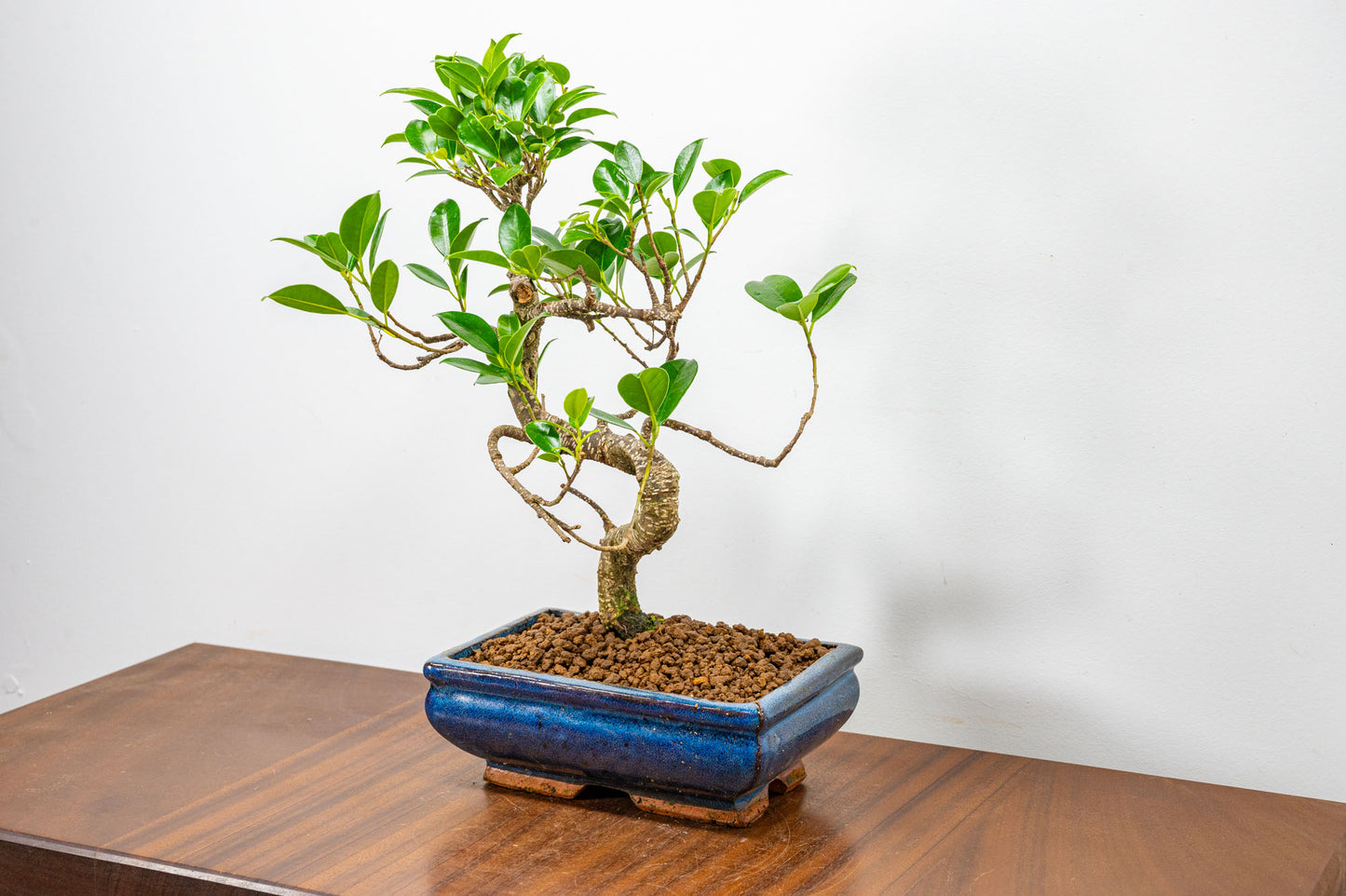 Banyan Fig Bonsai  S Trunk - 18cm Blue Ceramic Pot + Care Kit