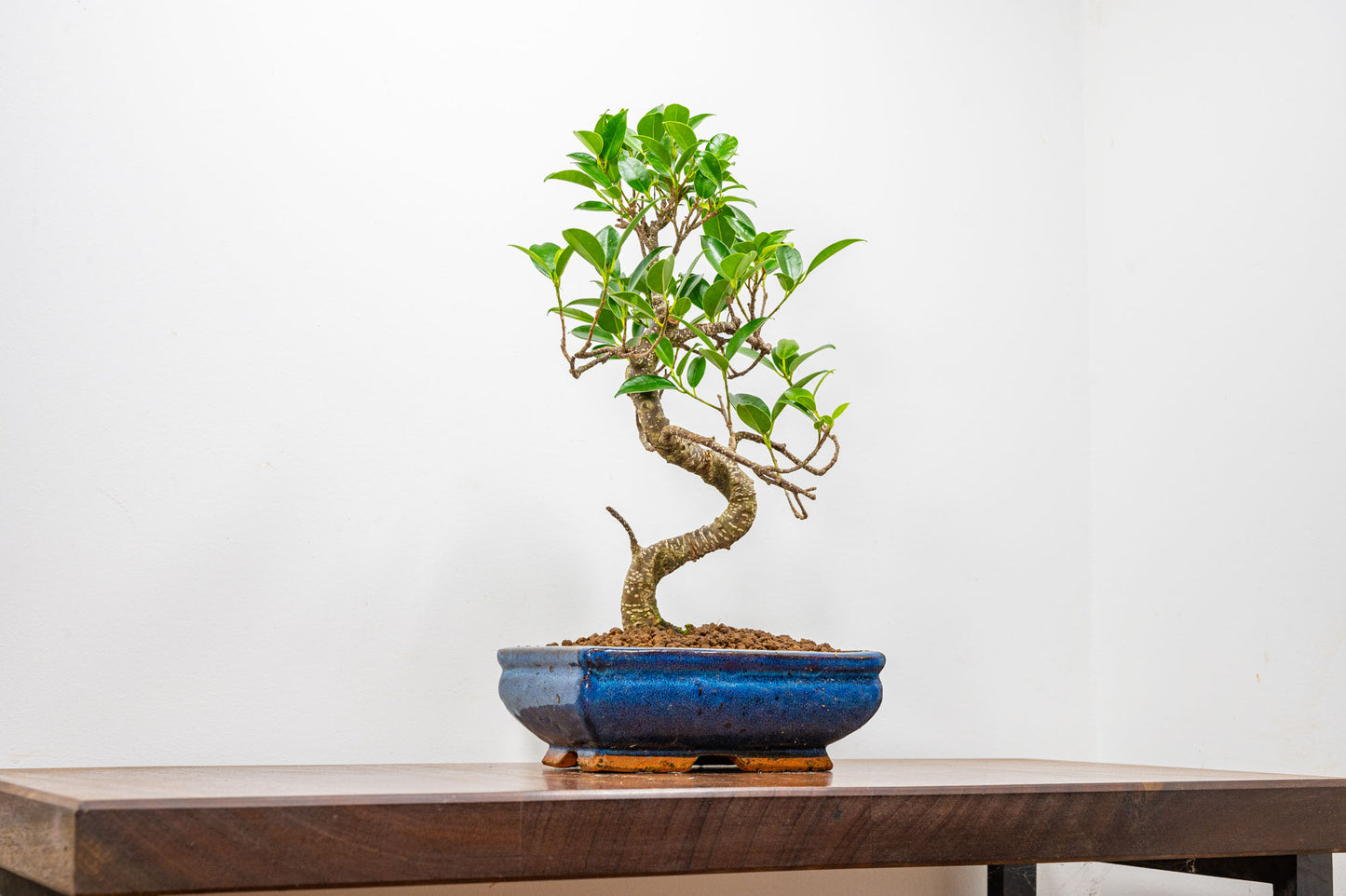 Banyan Fig Bonsai  S Trunk - 18cm Blue Ceramic Pot + Care Kit