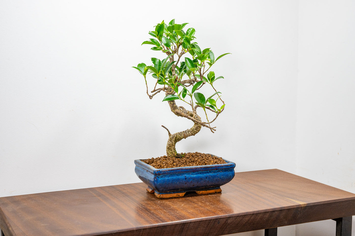 Banyan Fig Bonsai  S Trunk - 18cm Blue Ceramic Pot + Care Kit