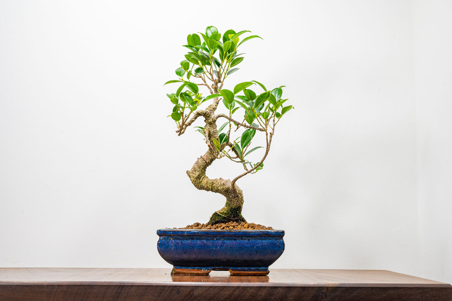 Banyan Fig Bonsai  S Trunk - 18cm Blue Ceramic Pot + Care Kit