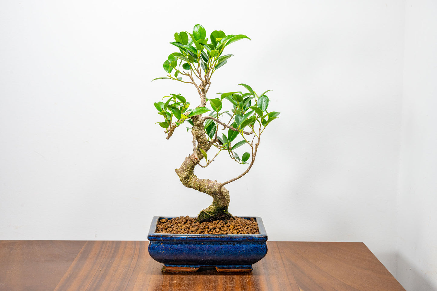 Banyan Fig Bonsai  S Trunk - 18cm Blue Ceramic Pot + Care Kit