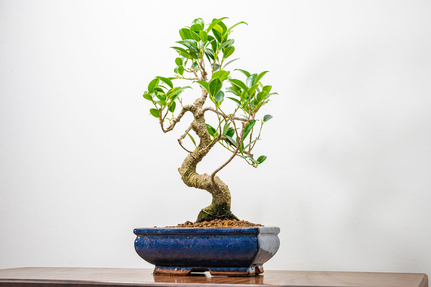 Banyan Fig Bonsai  S Trunk - 18cm Blue Ceramic Pot + Care Kit