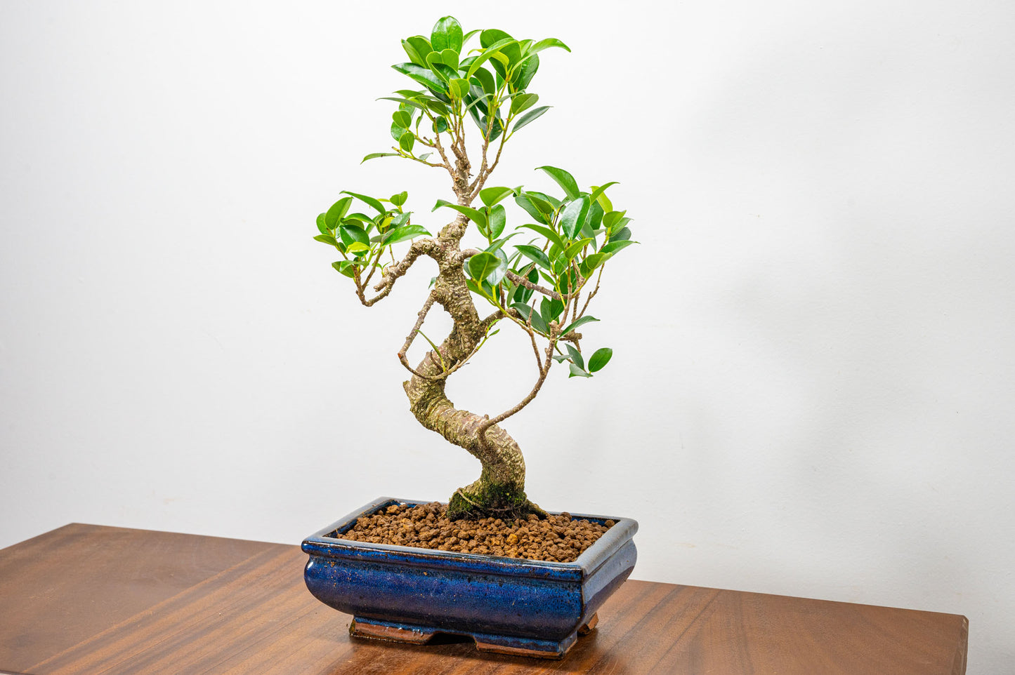 Banyan Fig Bonsai  S Trunk - 18cm Blue Ceramic Pot + Care Kit