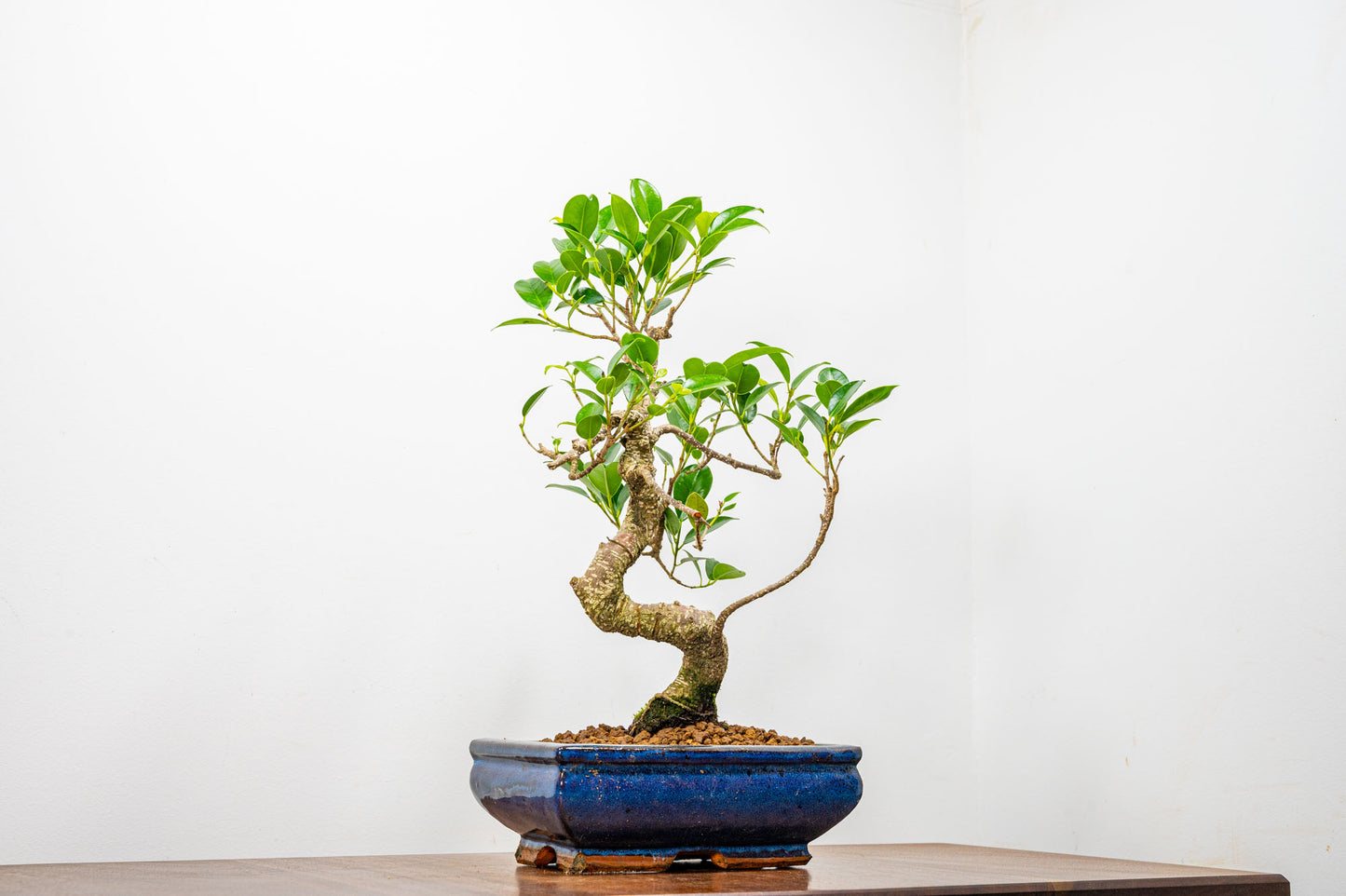 Banyan Fig Bonsai  S Trunk - 18cm Blue Ceramic Pot + Care Kit