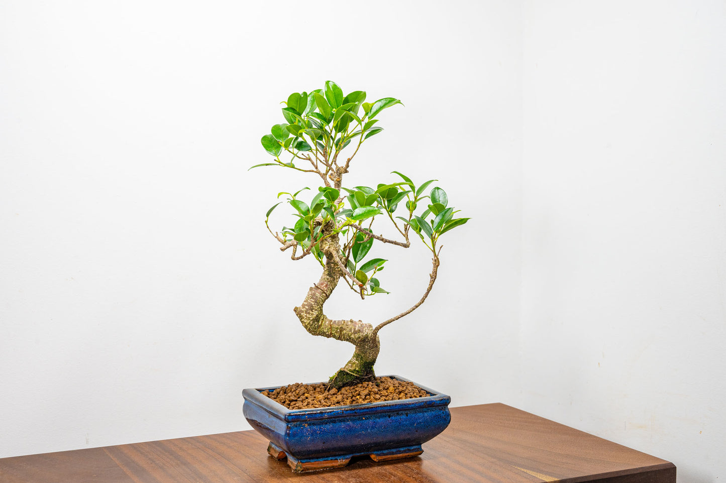 Banyan Fig Bonsai  S Trunk - 18cm Blue Ceramic Pot + Care Kit