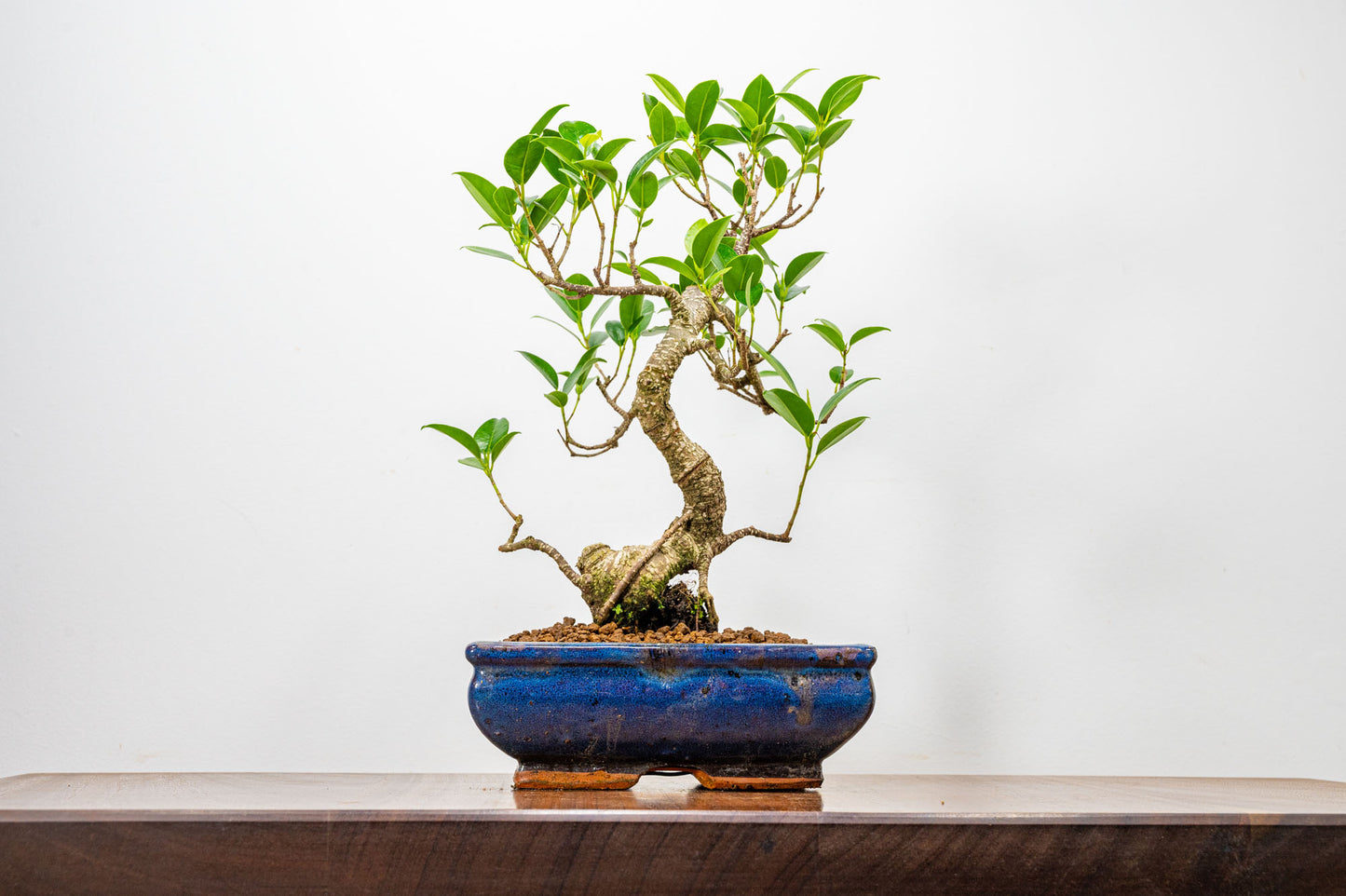 Banyan Fig Bonsai  S Trunk - 18cm Blue Ceramic Pot + Care Kit