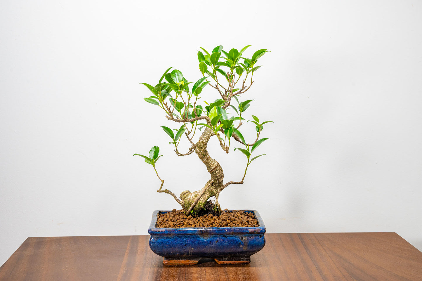 Banyan Fig Bonsai  S Trunk - 18cm Blue Ceramic Pot + Care Kit