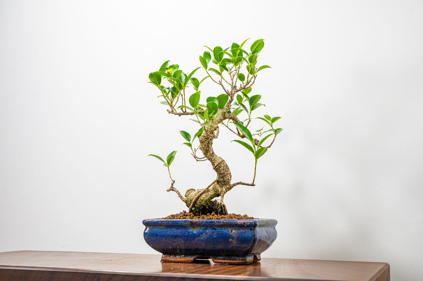 Banyan Fig Bonsai  S Trunk - 18cm Blue Ceramic Pot + Care Kit