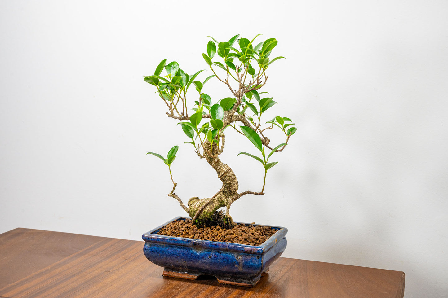 Banyan Fig Bonsai  S Trunk - 18cm Blue Ceramic Pot + Care Kit