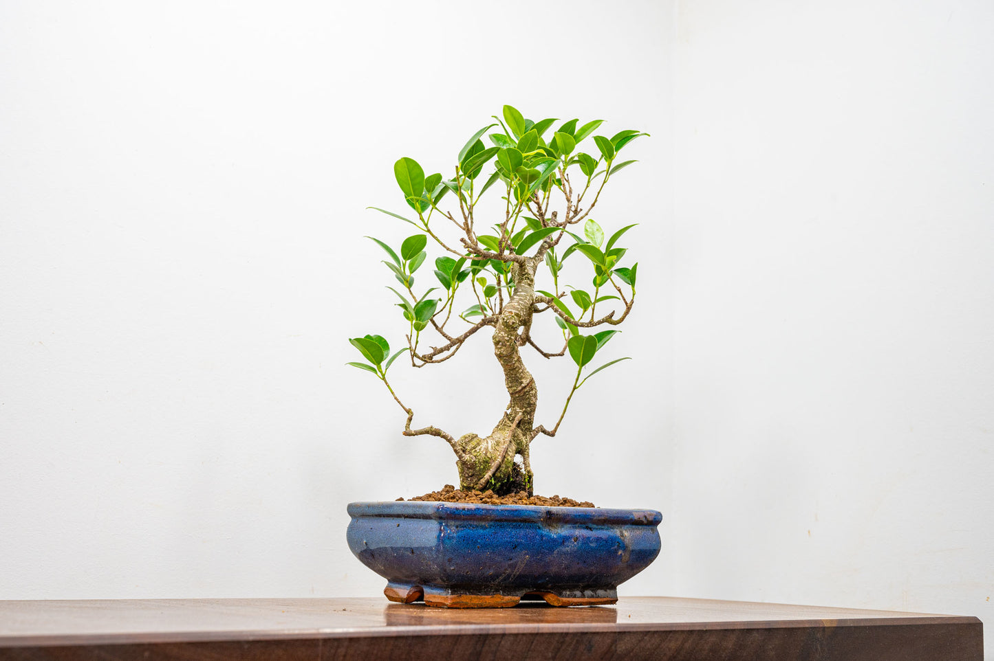 Banyan Fig Bonsai  S Trunk - 18cm Blue Ceramic Pot + Care Kit