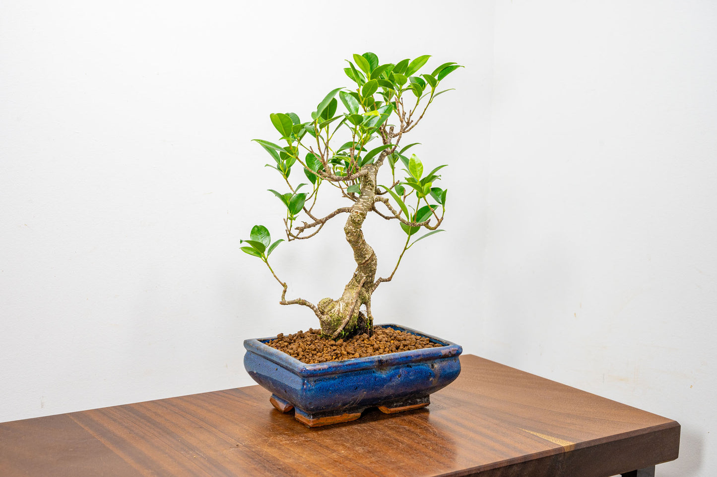 Banyan Fig Bonsai  S Trunk - 18cm Blue Ceramic Pot + Care Kit