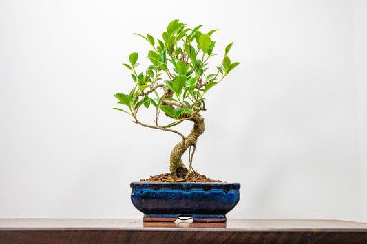 Banyan Fig Bonsai  S Trunk - 18cm Blue Ceramic Pot + Care Kit