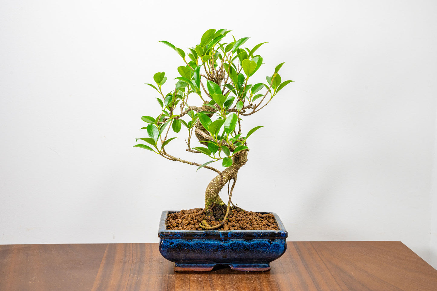 Banyan Fig Bonsai  S Trunk - 18cm Blue Ceramic Pot + Care Kit