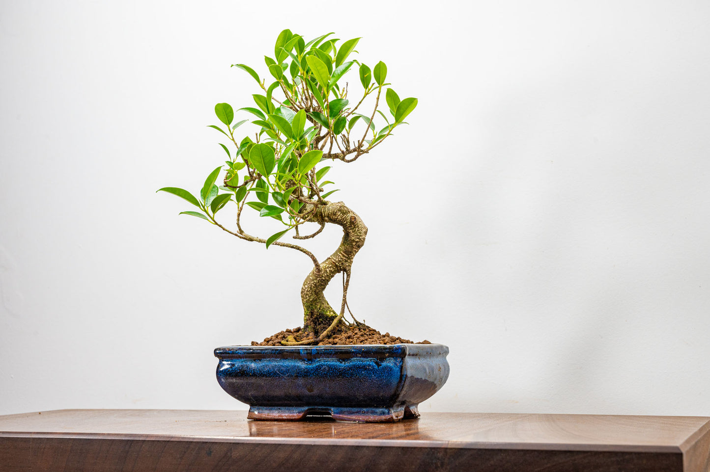 Banyan Fig Bonsai  S Trunk - 18cm Blue Ceramic Pot + Care Kit