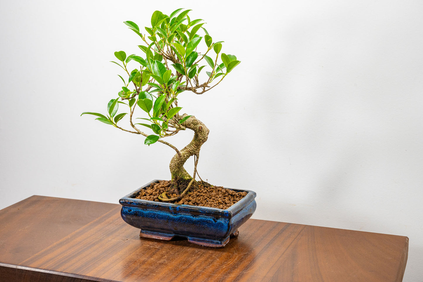 Banyan Fig Bonsai  S Trunk - 18cm Blue Ceramic Pot + Care Kit