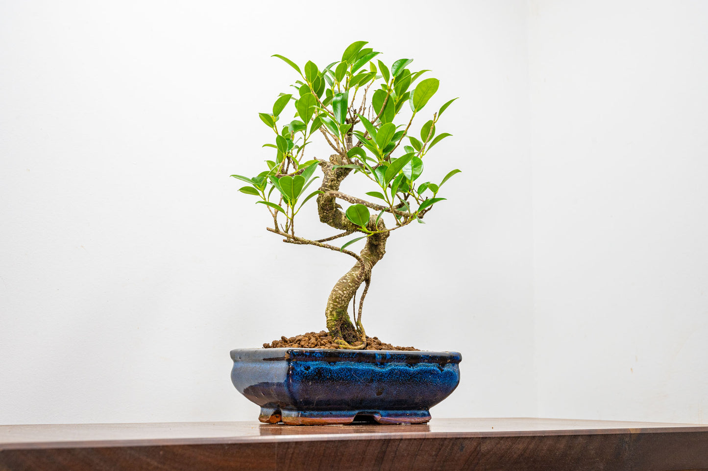 Banyan Fig Bonsai  S Trunk - 18cm Blue Ceramic Pot + Care Kit