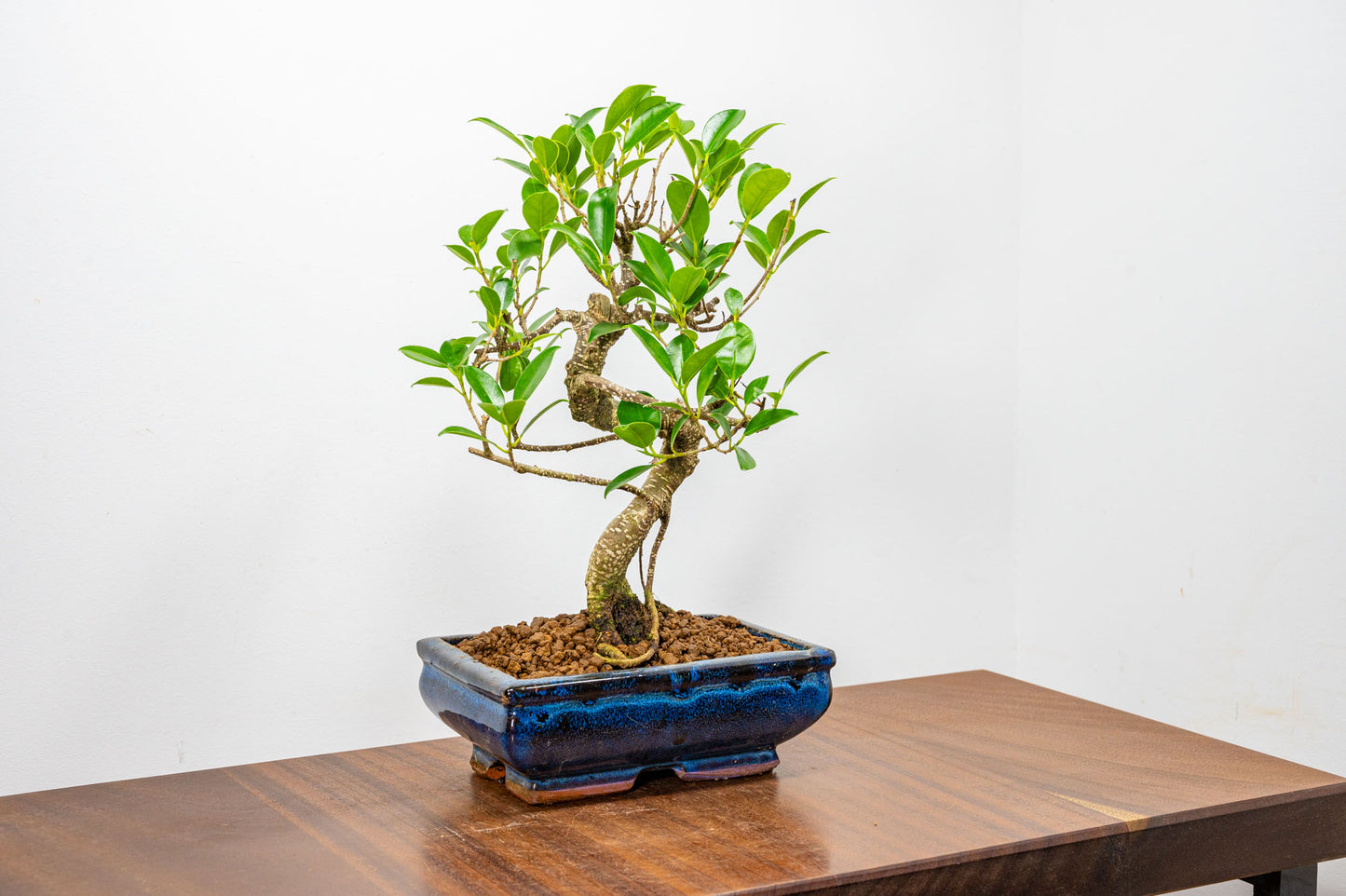 Banyan Fig Bonsai  S Trunk - 18cm Blue Ceramic Pot + Care Kit