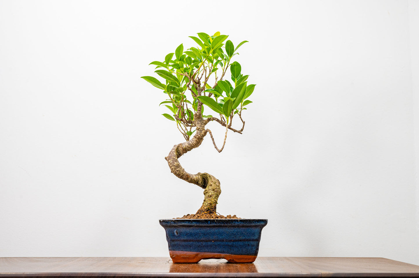 Banyan Fig Bonsai  S Trunk - 15cm Blue Ceramic Pot + Care Kit