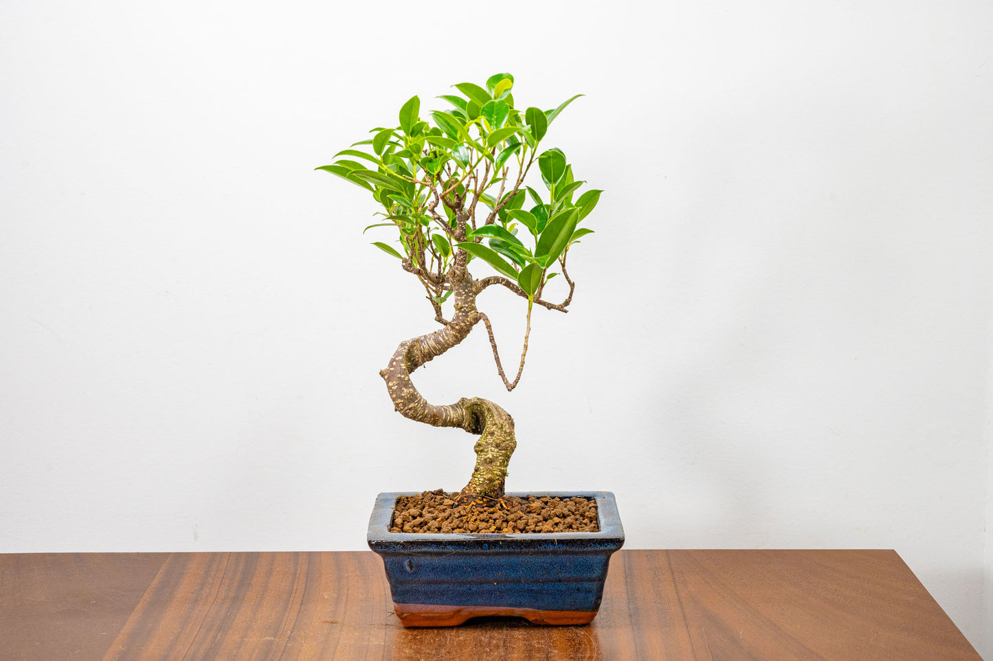 Banyan Fig Bonsai  S Trunk - 15cm Blue Ceramic Pot + Care Kit