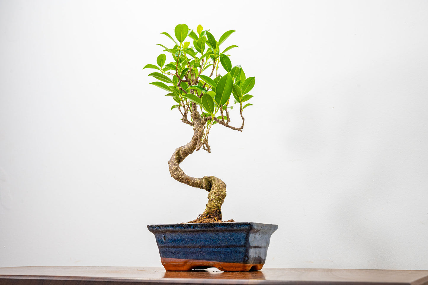 Banyan Fig Bonsai  S Trunk - 15cm Blue Ceramic Pot + Care Kit