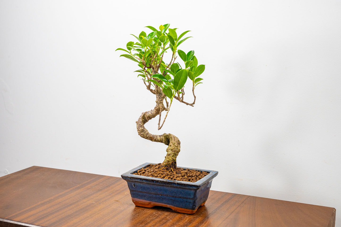 Banyan Fig Bonsai  S Trunk - 15cm Blue Ceramic Pot + Care Kit