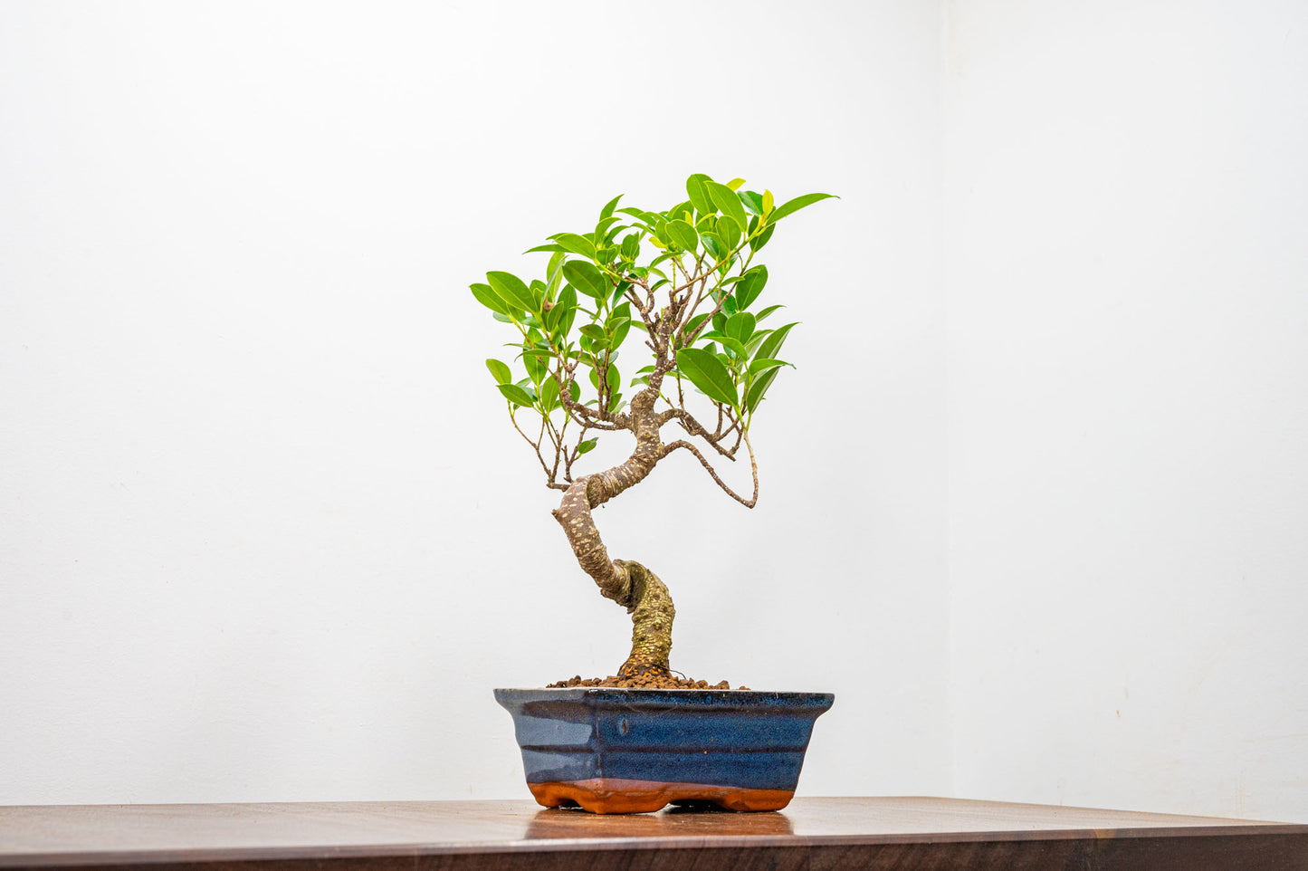 Banyan Fig Bonsai  S Trunk - 15cm Blue Ceramic Pot + Care Kit