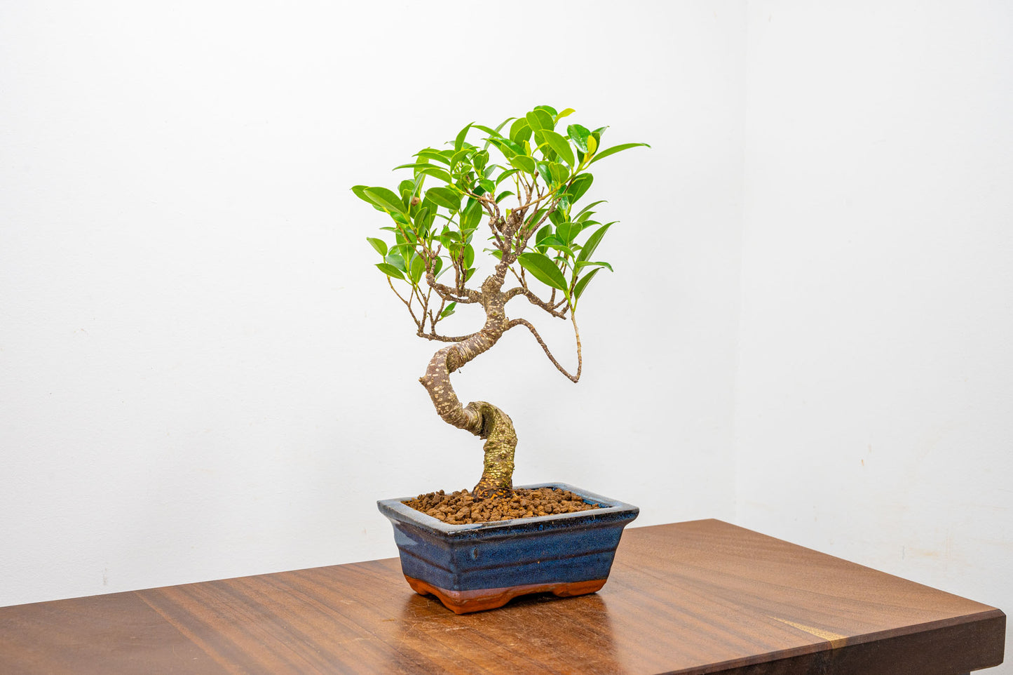 Banyan Fig Bonsai  S Trunk - 15cm Blue Ceramic Pot + Care Kit