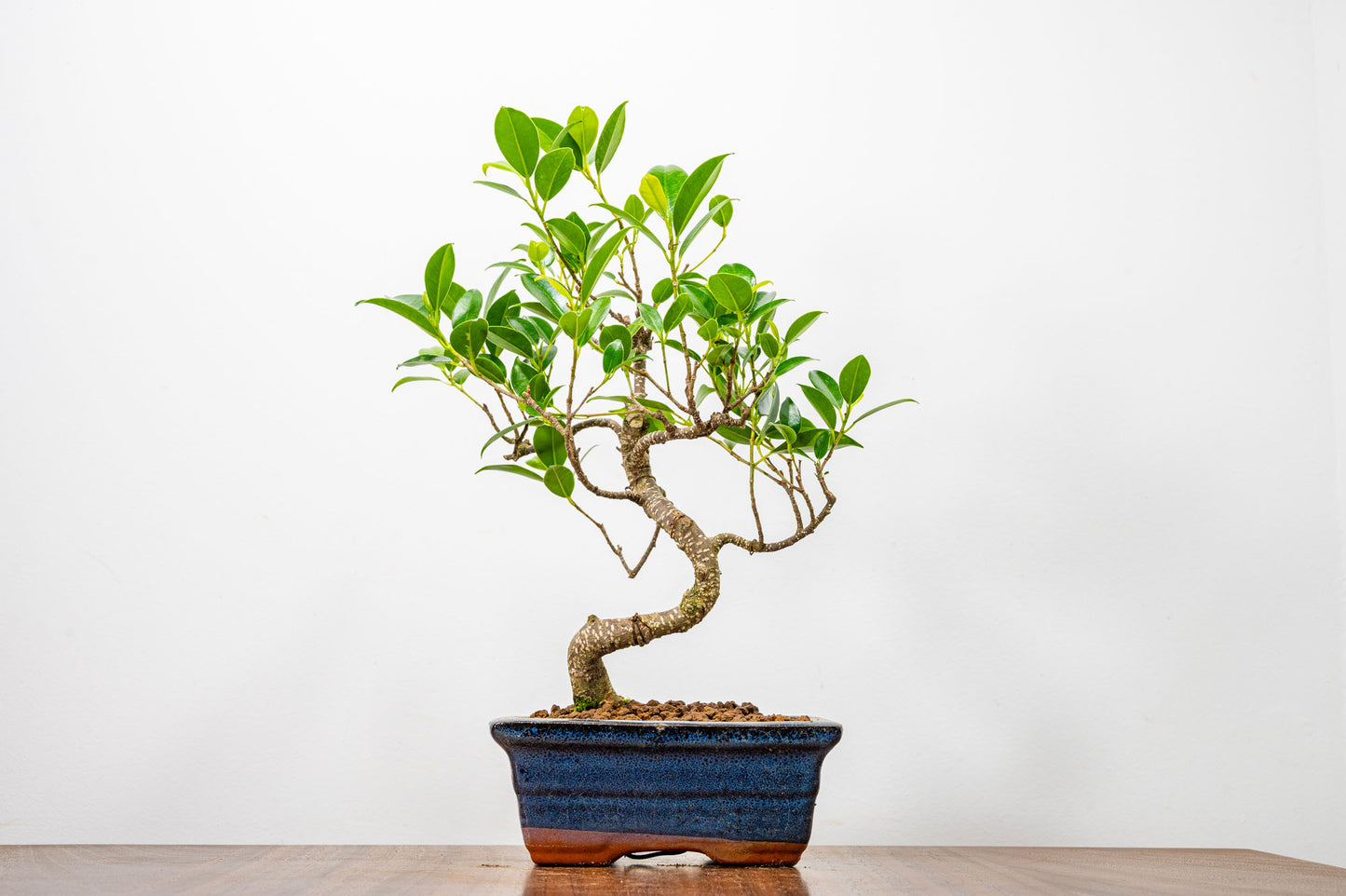 Banyan Fig Bonsai  S Trunk - 15cm Blue Ceramic Pot + Care Kit