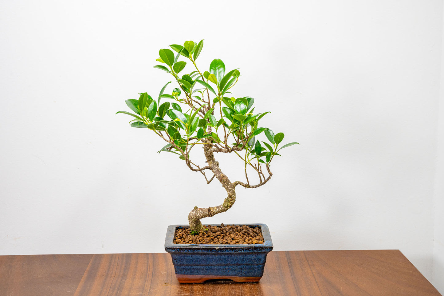 Banyan Fig Bonsai  S Trunk - 15cm Blue Ceramic Pot + Care Kit