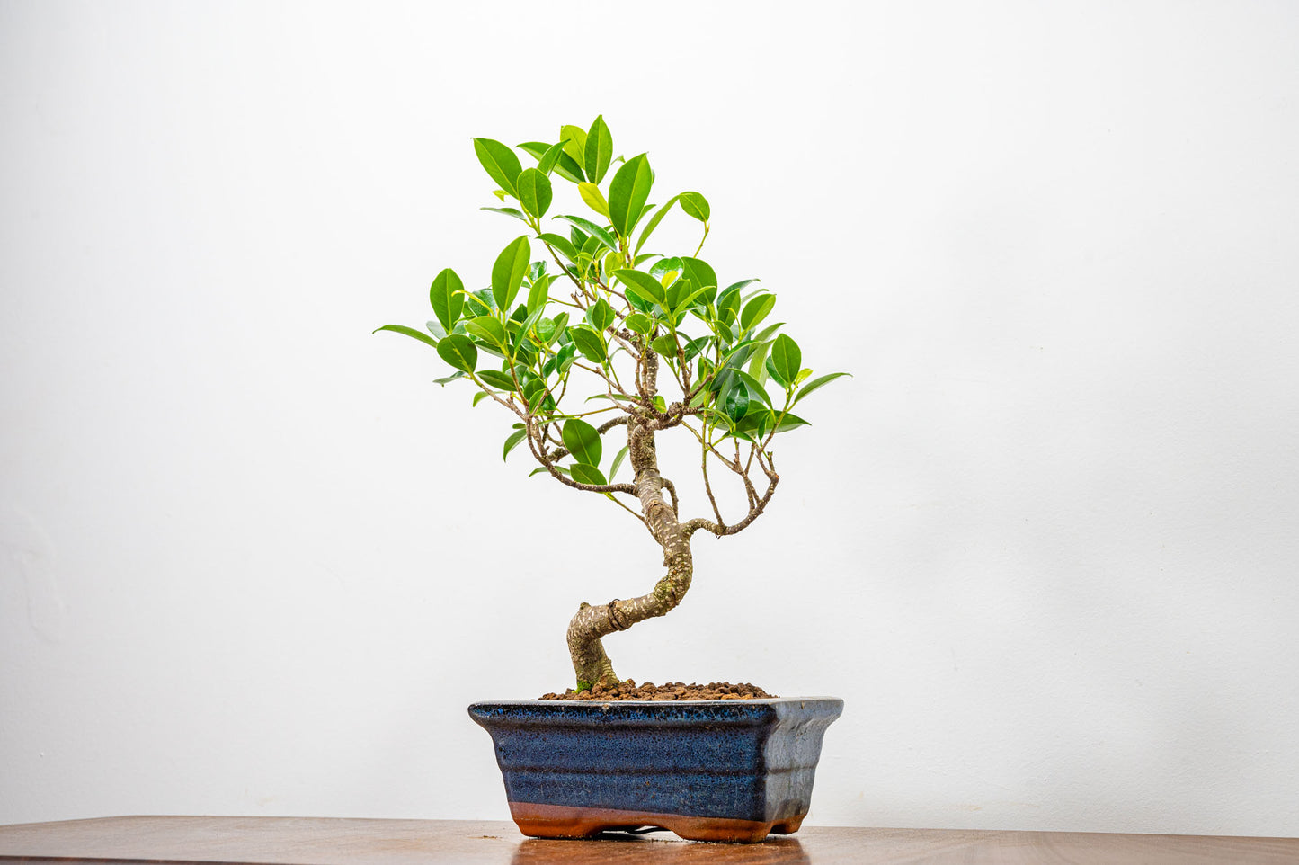 Banyan Fig Bonsai  S Trunk - 15cm Blue Ceramic Pot + Care Kit