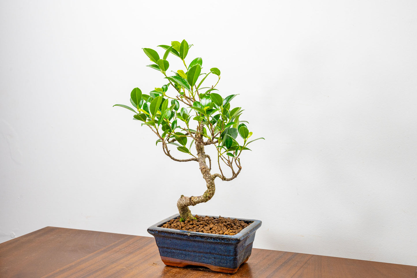 Banyan Fig Bonsai  S Trunk - 15cm Blue Ceramic Pot + Care Kit