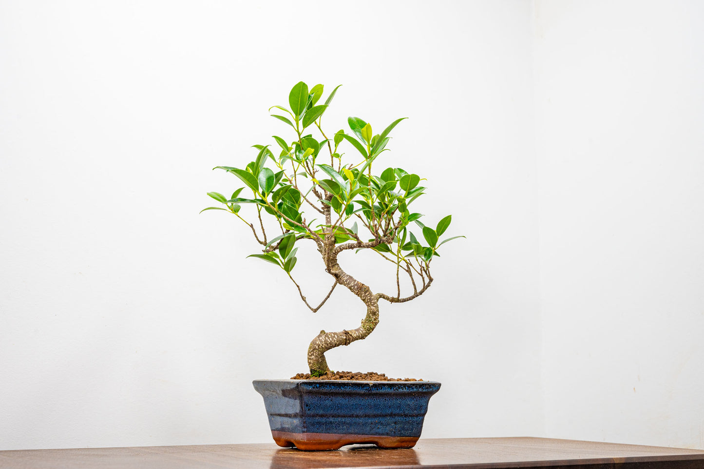 Banyan Fig Bonsai  S Trunk - 15cm Blue Ceramic Pot + Care Kit