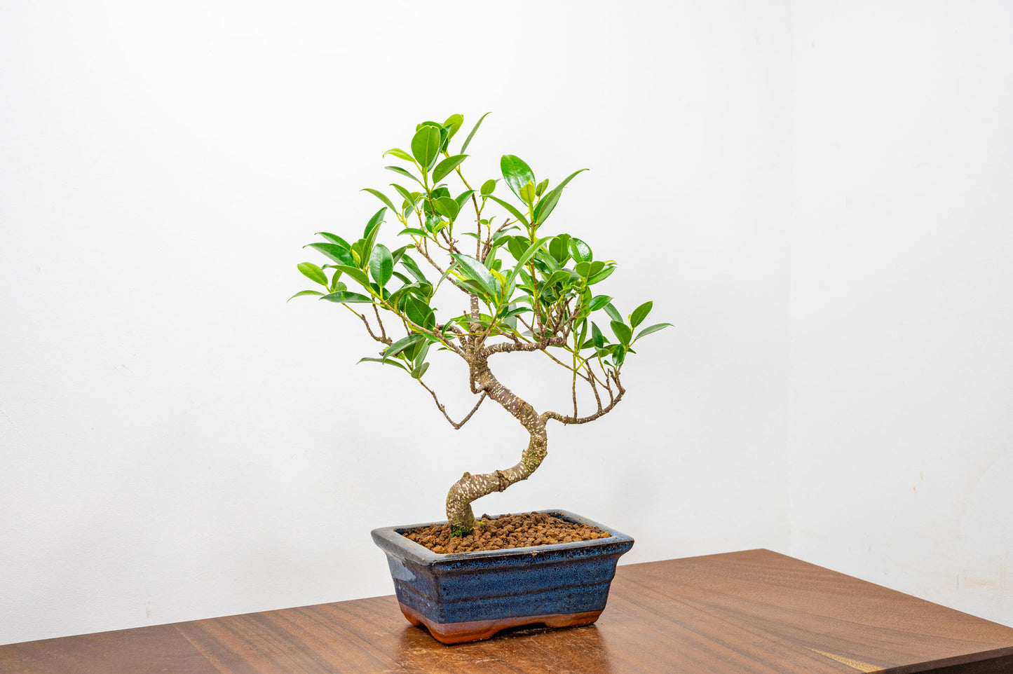 Banyan Fig Bonsai  S Trunk - 15cm Blue Ceramic Pot + Care Kit