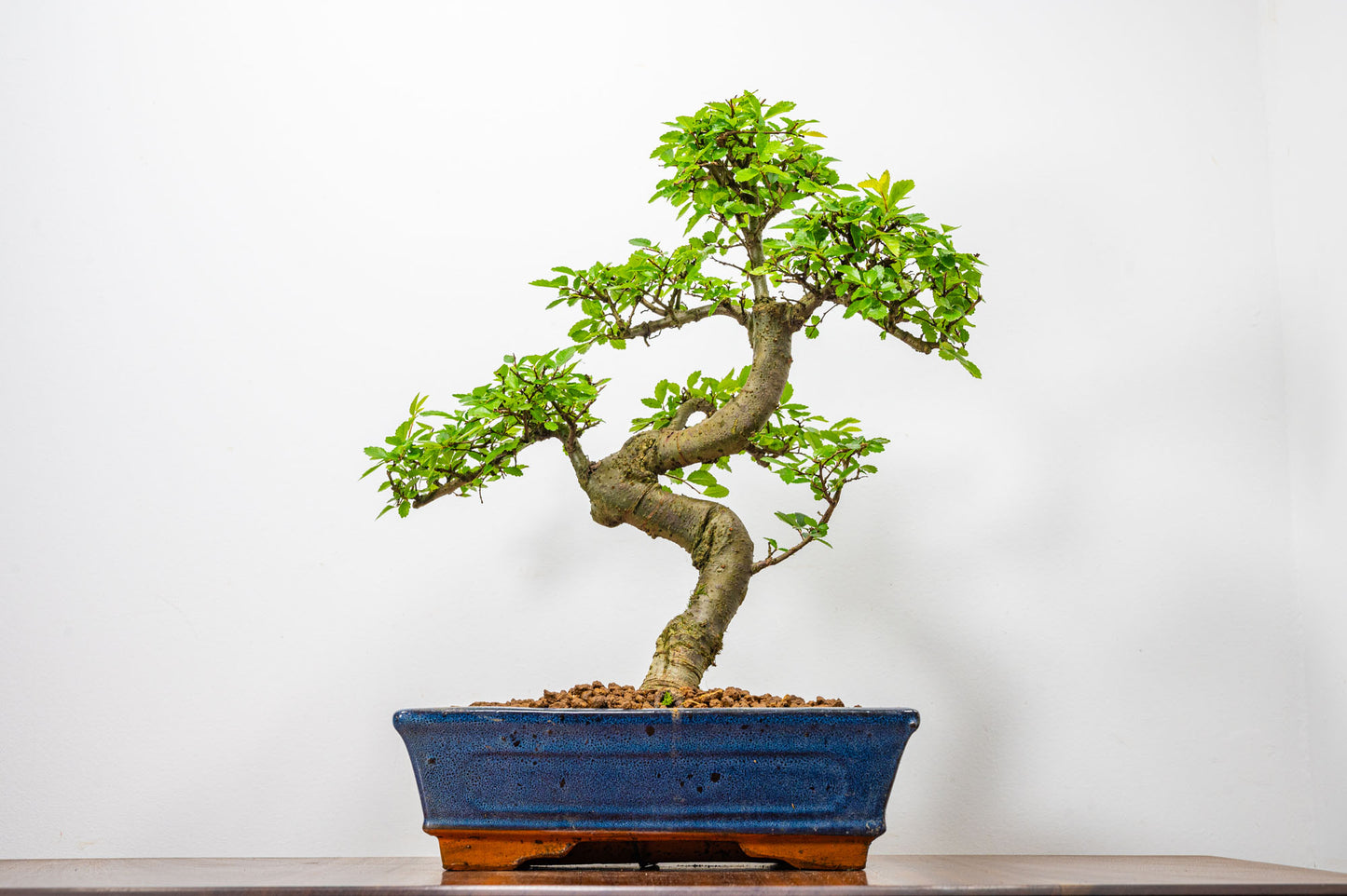 Chinese Elm Bonsai and Care Kit in 25cm Navy Ceramic Pot