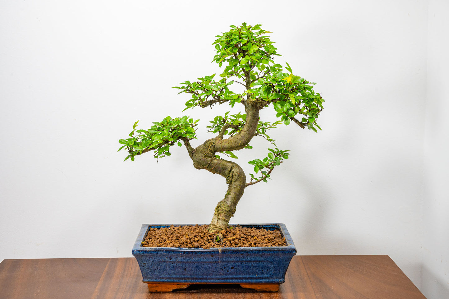 Chinese Elm Bonsai and Care Kit in 25cm Navy Ceramic Pot