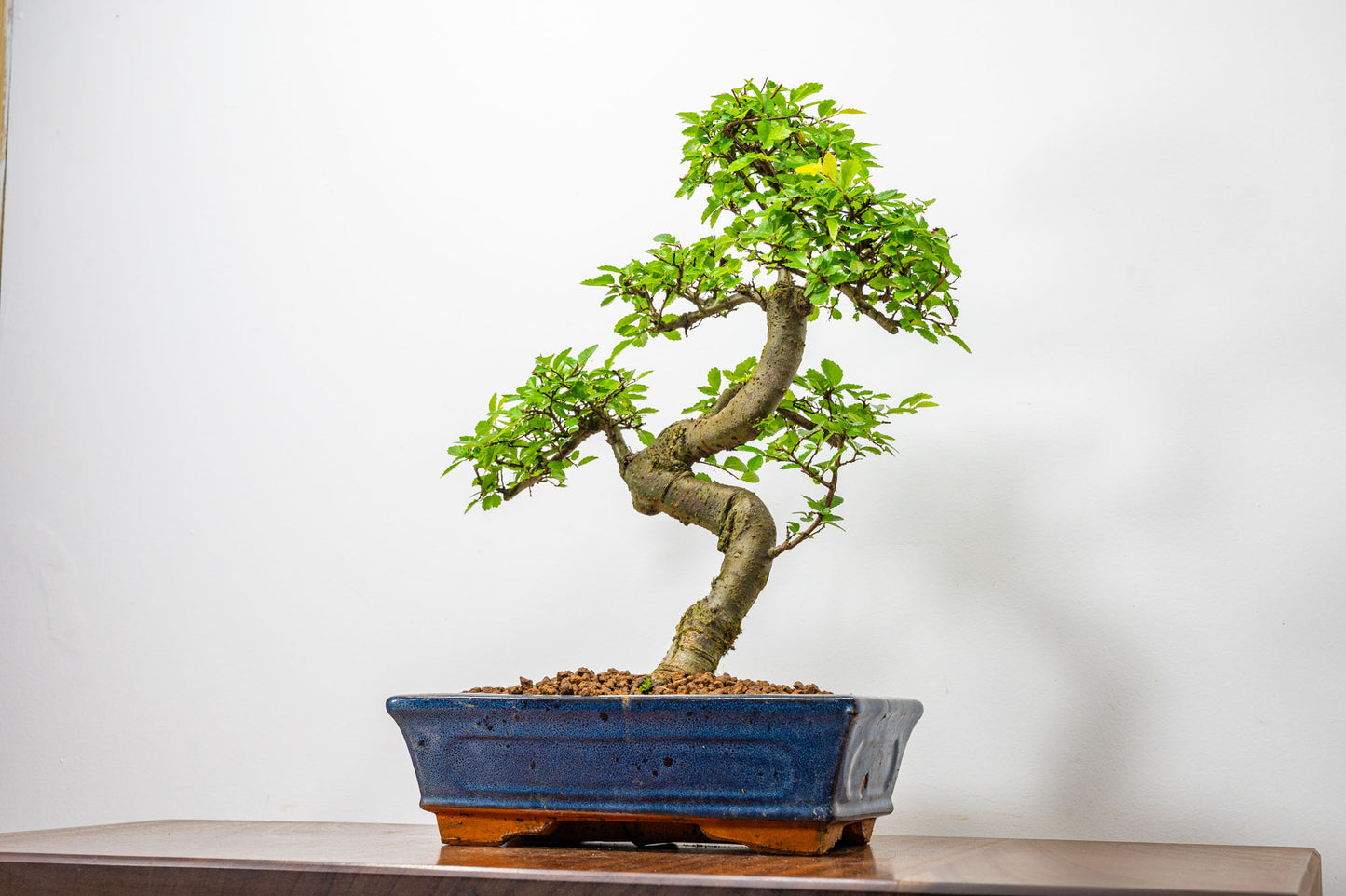 Chinese Elm Bonsai and Care Kit in 25cm Navy Ceramic Pot