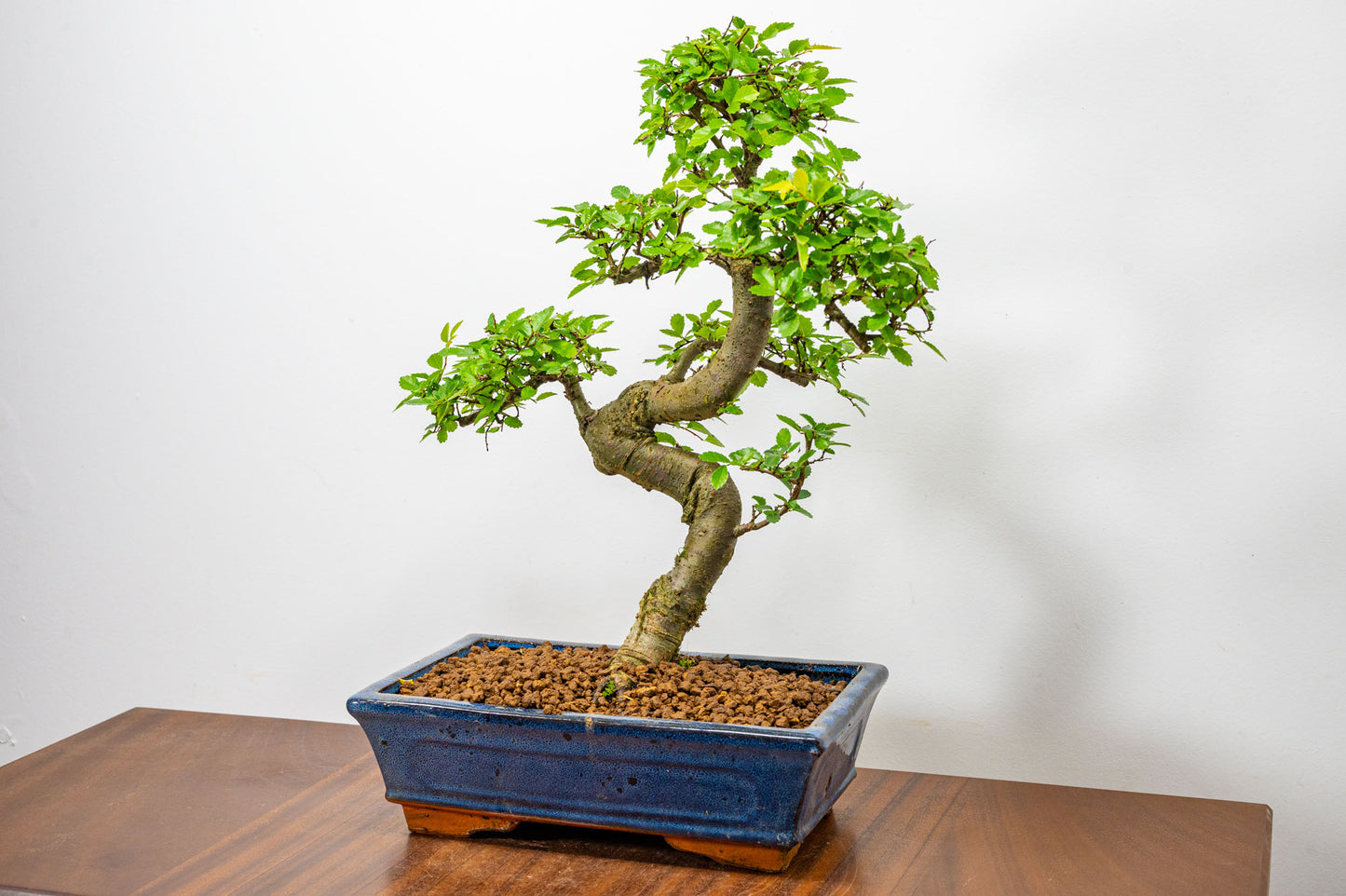 Chinese Elm Bonsai and Care Kit in 25cm Navy Ceramic Pot